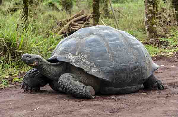 Tortuga gigante de Galápagos - isla Santa Cruz - islas Galápagos - Ecuador 1.jpg